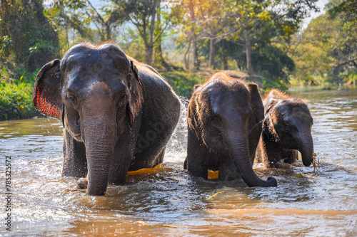 asian elephant family bath and play  in river 