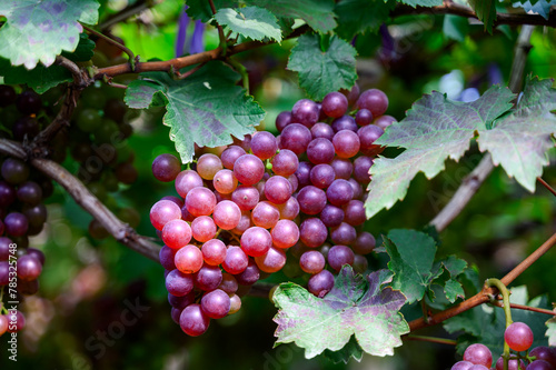bunch of red grapes in vineyard