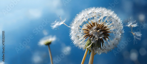 Macro dandelion at blue background. Hope and dreaming concept. ai generative   ...