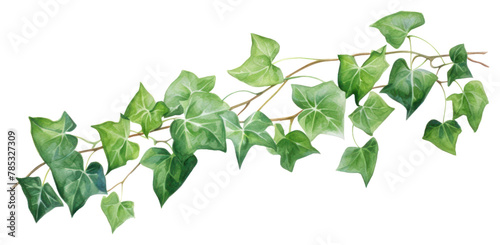 PNG Plant leaf ivy freshness