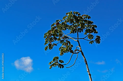 Snakewood tree (Cecropia peltata) in Teresopolis, Rio de Janeiro, Brazil photo