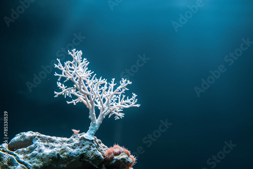 White coral on dark blue oceanic background