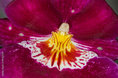 The structure of the labellum and stigma cap of a Cooktown Orchid (Cambria or Miltoniopsis) are to attract specific insects to effect pollination. photo