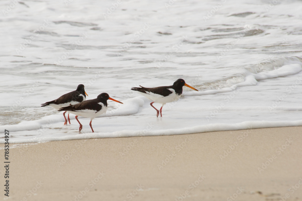 Oystercatcher (Haematopus ostralegus). Stintino, SS, Sardinia, Italy, beccaccia di mare Oystercatcher (Haematopus ostralegus). Stintino, SS, Sardinia, Italy, beccaccia di mare