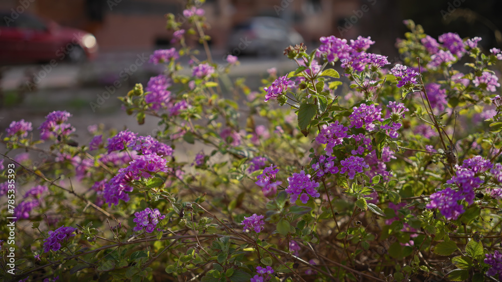 Naklejka premium Close-up of vibrant purple lantana flowers in murcia, spain, with blurred urban background