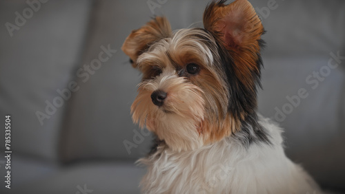 Portrait of a biewer terrier puppy with expressive eyes resting indoors, showcasing its distinct tricolor coat.