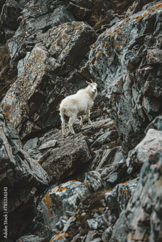 A mountain goat confidently stands atop a rocky hillside, surveying its surroundings