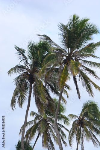 Wallpaper Mural Os coqueiros presente nas lindas paisagens no Nordeste do Brasil tornam encantadoras as belas praias Torontodigital.ca