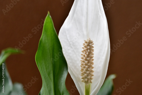 白いスパティフィラムの花