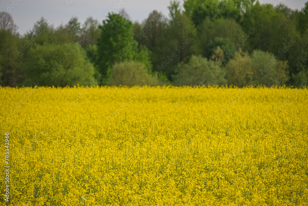 Field with flowering rapeseed. Beautiful landscape with rapeseed. Field with flowering rapeseed. Beautiful landscape with rapeseed.