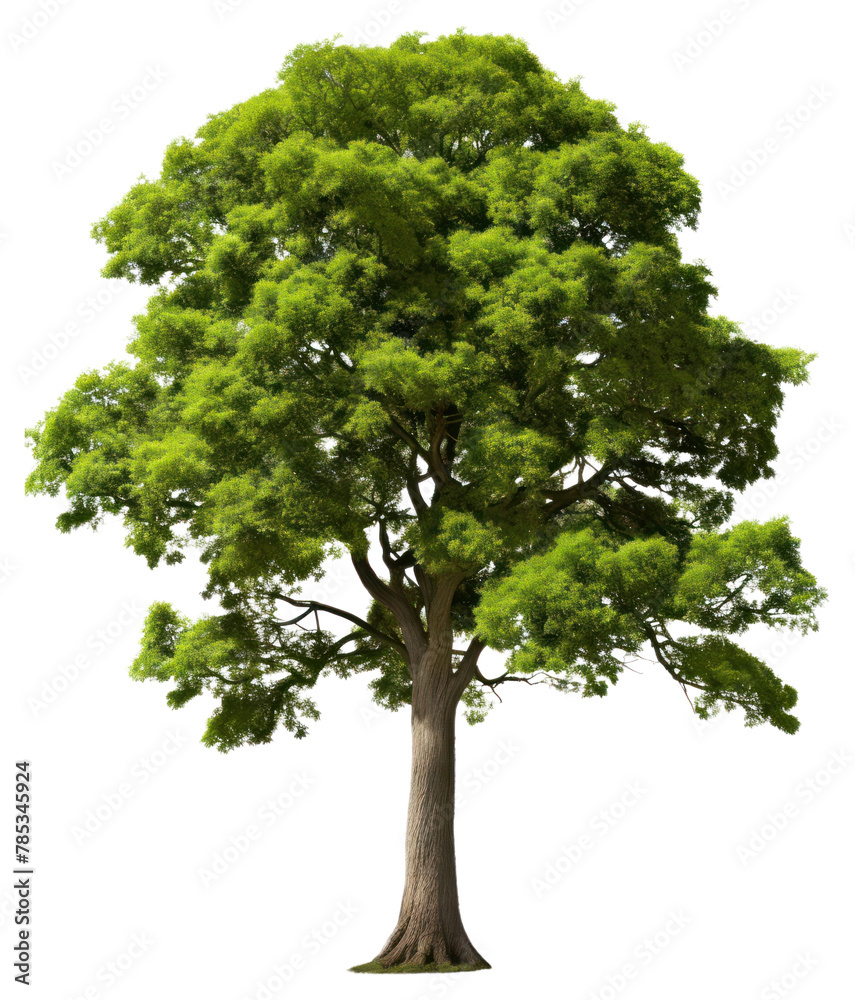 Fototapeta premium PNG Plant tree tranquility outdoors.