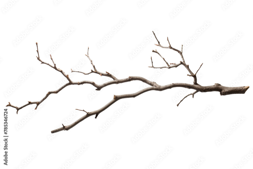 Solitary Sentinel: A Bare Tree Branch. On a White or Clear Surface PNG Transparent Background.