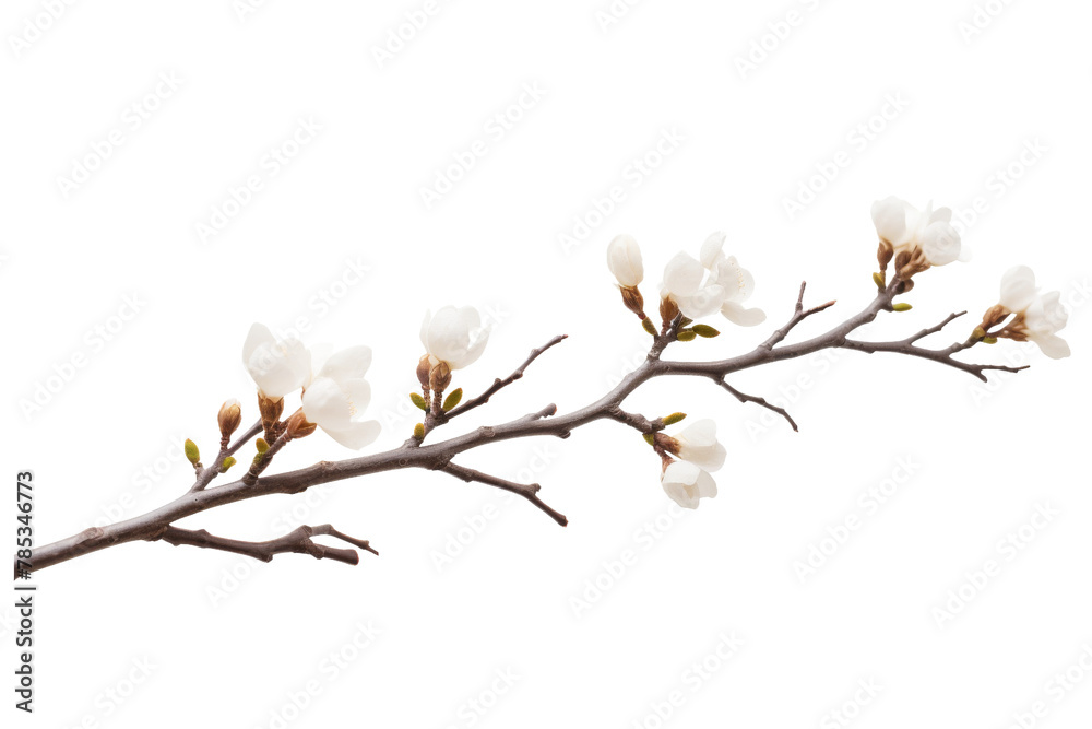 Ethereal Blossoms Dancing in the Void. On a White or Clear Surface PNG Transparent Background.