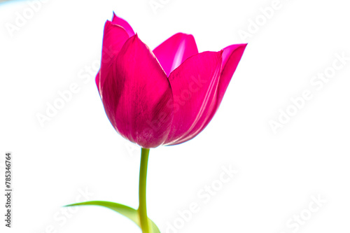 Pink Tulip