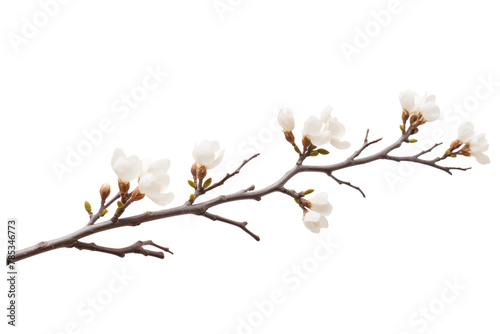 Ethereal Blossoms Dancing in the Void. On a White or Clear Surface PNG Transparent Background.