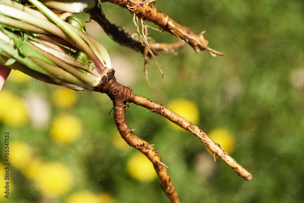 Whole dandelion plant with root outdoors in a meadow on a sunny spring day Whole dandelion plant with root outdoors in a meadow on a sunny spring day