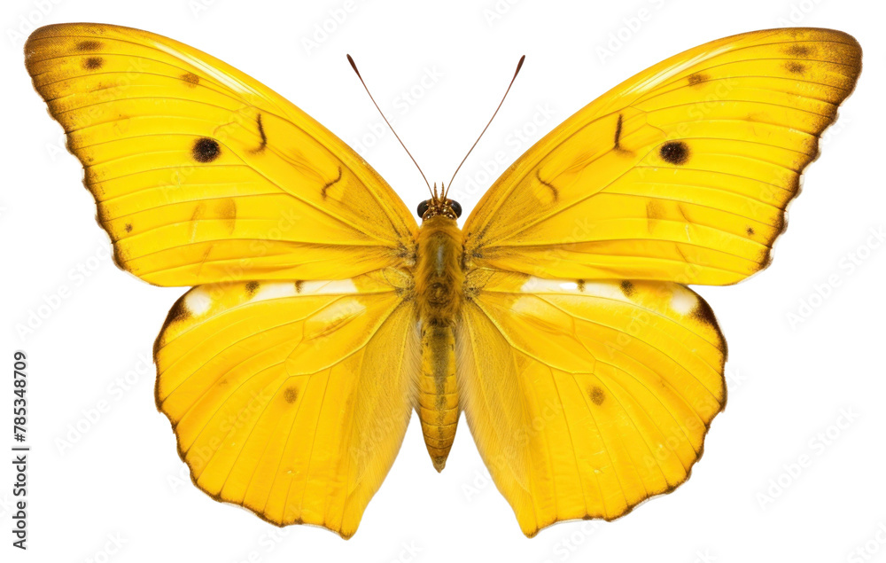 Fototapeta premium PNG Butterfly animal insect moth.