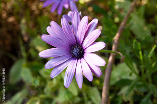 A purple african daisy in National Garden in Athens Greece