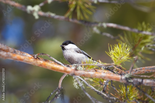 Close-up of a chickadee perched on a branch