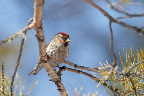 Female redpoll on a branch