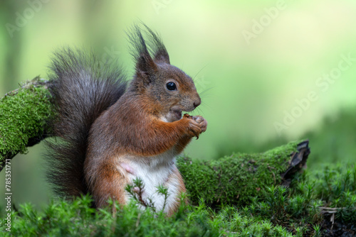Hungry Eurasian red squirrel  Sciurus vulgaris  eating a nut in the forest of Noord Brabant in the Netherlands.                                                                                         