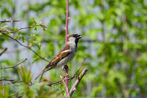 male house sparrow perching on a bush branch on a sunny day