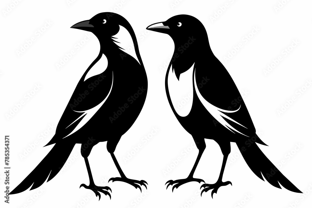 Fototapeta premium pair Magpie silhouette on white background