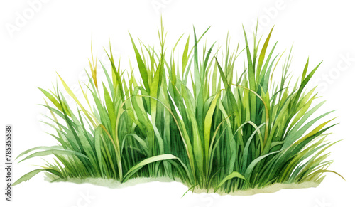 PNG Grass plant green tranquility. photo