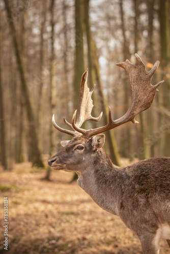 Fototapeta Naklejka Na Ścianę i Meble -  Vertical Portrait of European Fallow Deer in Czech Republic. Beautiful Shallow Depth of Field of Wild Forest Animal with Antlers in Europe.