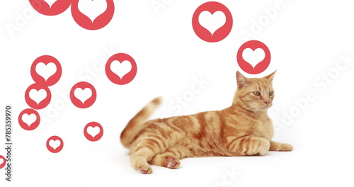 Multiple red heart icons floating over a cat sitting against white background