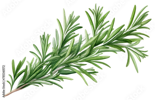 PNG Rosemary plant herbs freshness. AI generated Image by rawpixel.