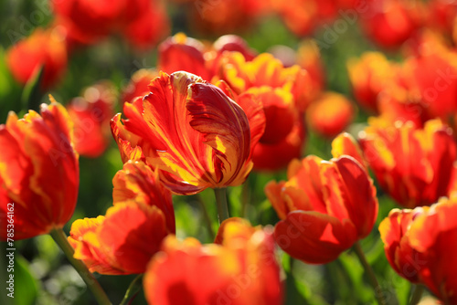 red and yellow tulips © Rimma