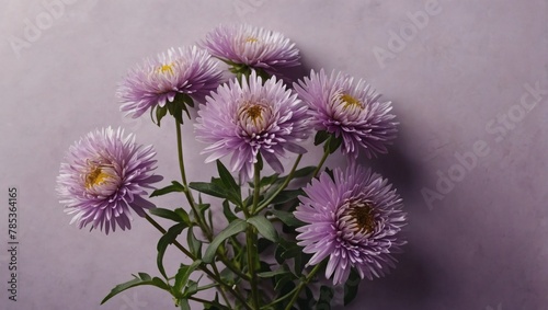 Top view purple aster at sunlight in minimal style on pastel purple background. Natural aster flowers with green stems