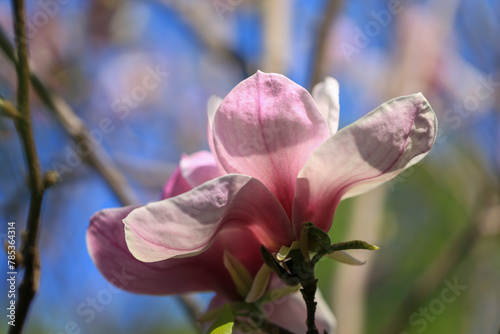 Blossom of Magnolia soulangeana