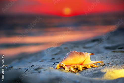 View of a beach with seashell on the sand at sunset, selective focus. Concept of sandy beach holiday, background with copy space for text