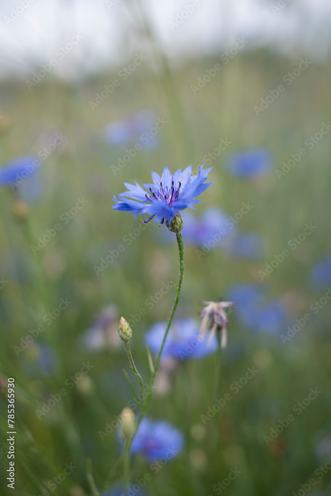 custom made wallpaper toronto digitalCornflower