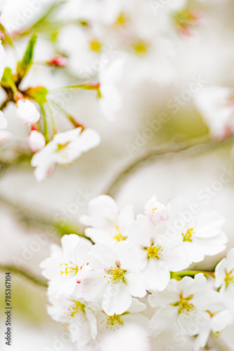 春の日差しを浴びて咲く満開の桜 © SATOSHI K