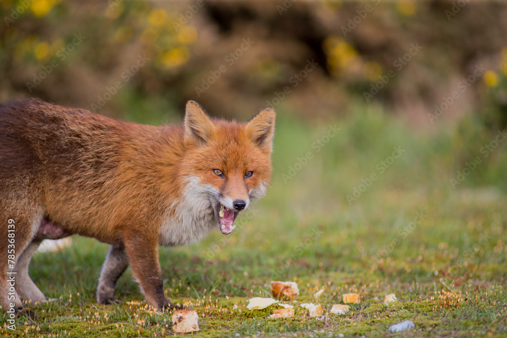 Obraz premium red fox vulpes in the wild female fox posing for the camera