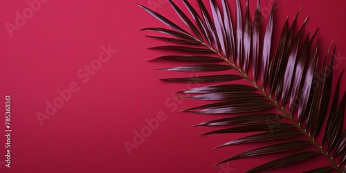 Palm leaf on a maroon background with copy space for text or design. A flat lay  top view. A summer vacation concept