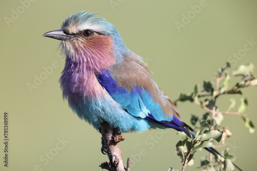 The lilac-breasted roller (Coracias caudatus) is an African bird of the roller family, Coraciidae.  This photo was taken in Kruger National Park, South Africa. photo