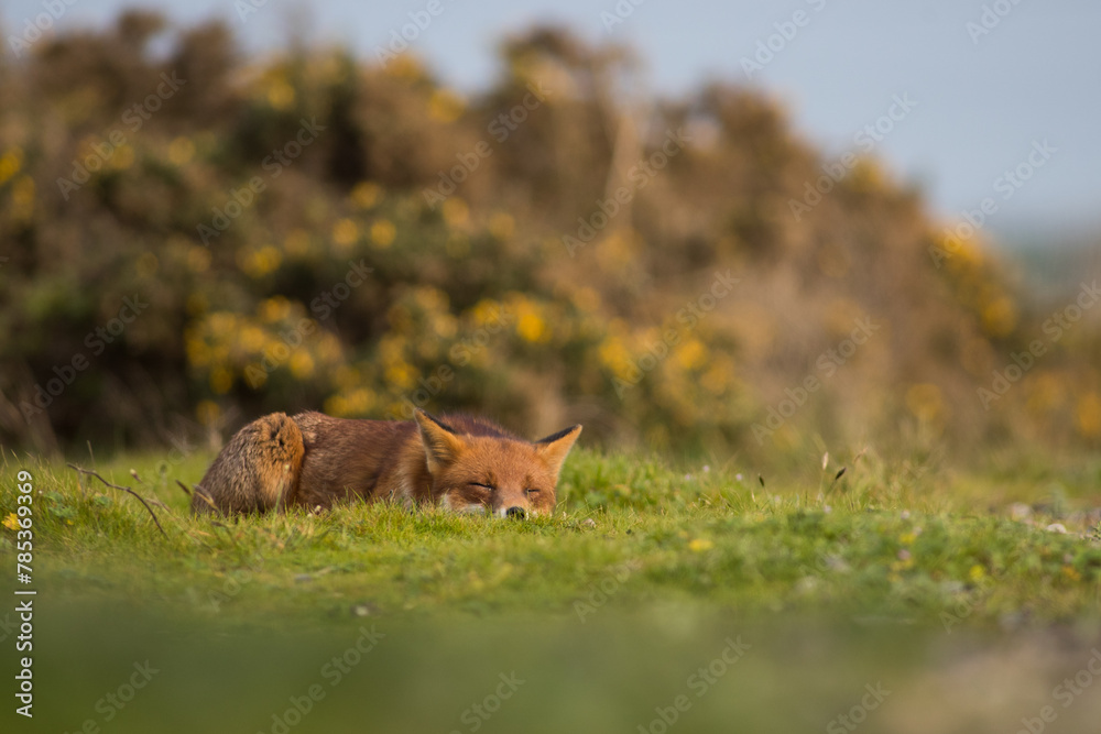Fototapeta premium red fox vulpes in sunset field sleeping in golden light