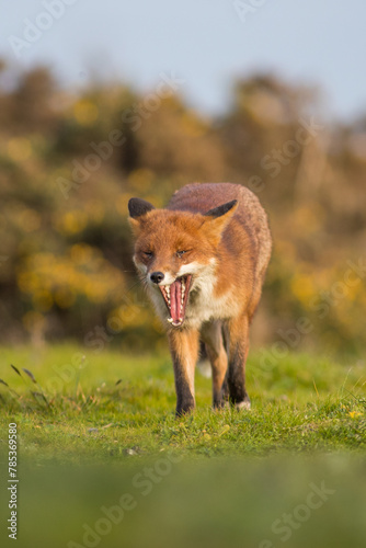 Red fox with tongue and teeth out licking face in evening summer light united kingdom © JTP Photography