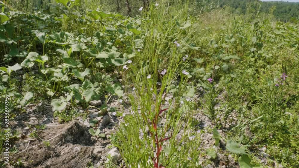 Southern Urals, flowering hoary willowherb (Epilobium parviflorum) near the water. Southern Urals, flowering hoary willowherb (Epilobium parviflorum) near the water.