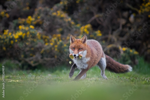 red fox vulpes playing with sandwich dropped by tourist 