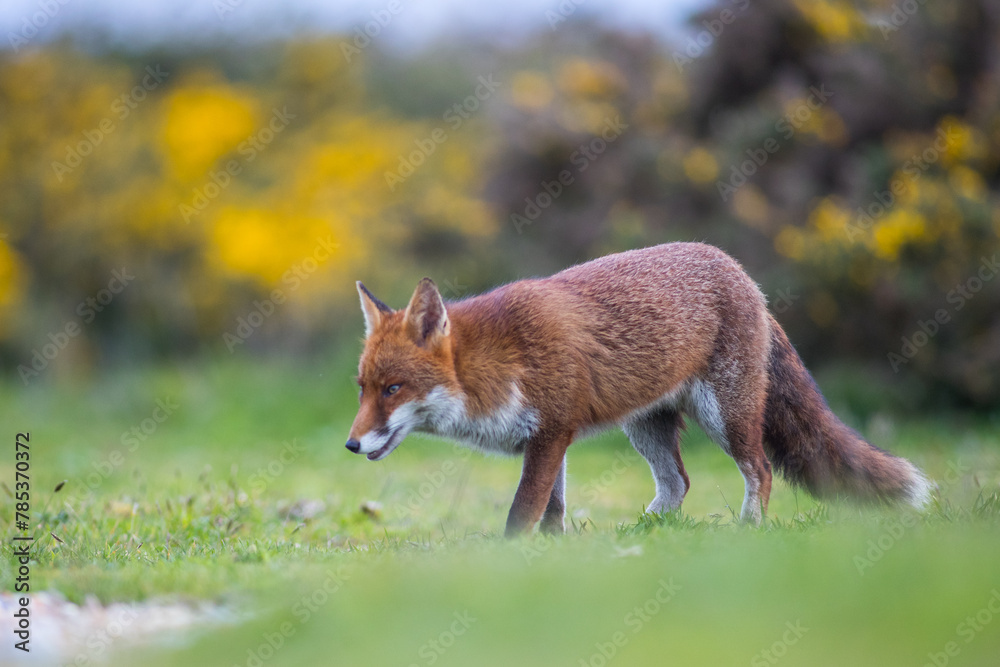 Fototapeta premium red fox vulpes in spring 