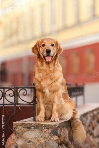 beautiful golden retriever dogs walk in the city. dog walk