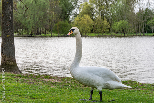 H  ckerschwan von Kopf bis Fu  . steht auf einer Wiese im Hintergrund See und das andere Ufer welches mit B  umen bewachsen ist