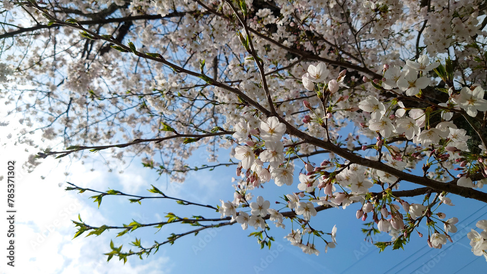 桜の花のある風景
桜の花のある風景