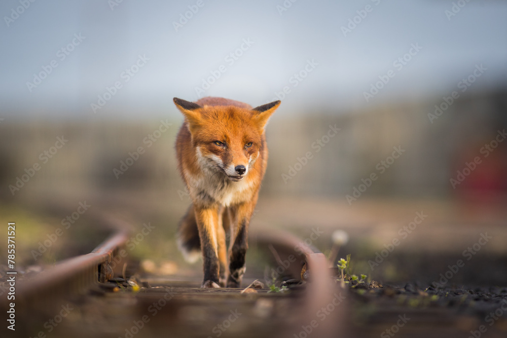 Fototapeta premium red fox vulpes head on front view on train tracks at sunset golden hour lighting urban enviroments golden lighting winter coating 