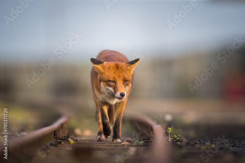 red fox vulpes head on front view on train tracks at sunset golden hour lighting urban enviroments golden lighting winter coating  © JTP Photography
